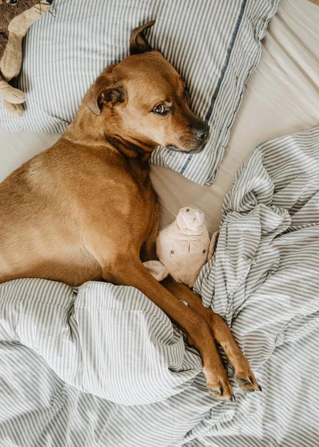Pets In Bed – Is It A Problem?